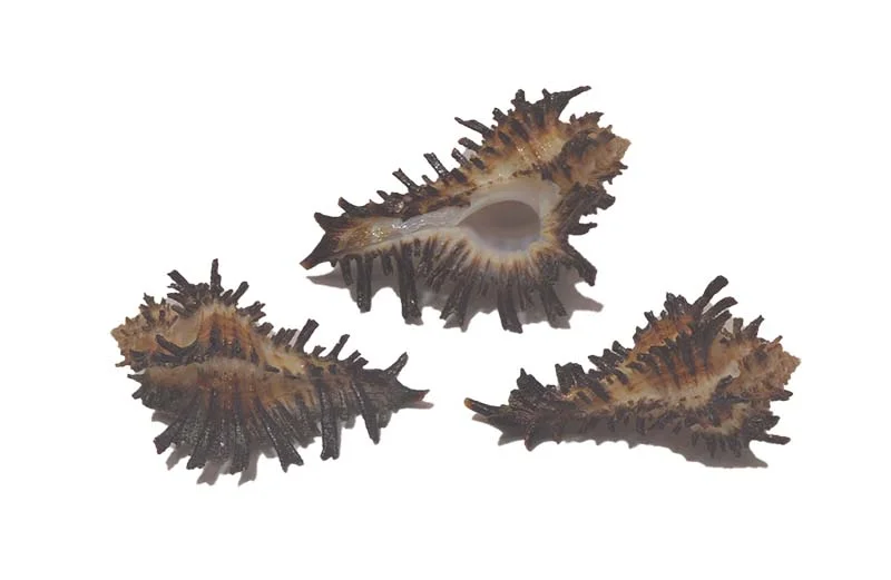 Homalocantha digitata { 46.86 mm }