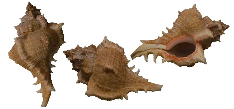 Chicoreus virgineus  { 68.01mm }