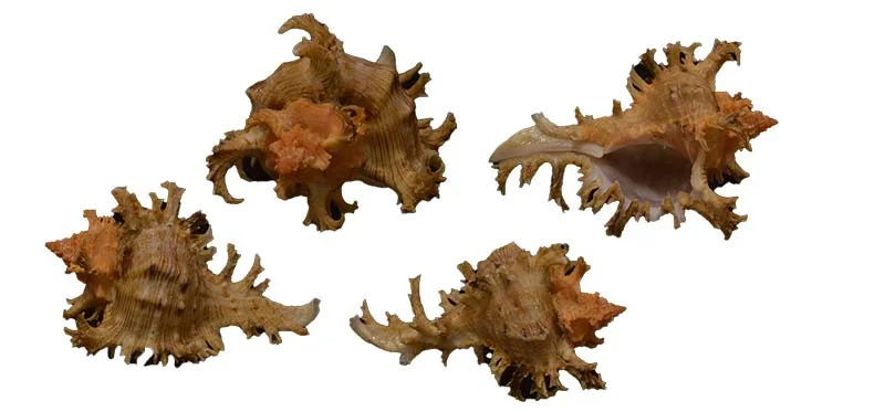 Chicoreus ramosus{ 53.13 mm }