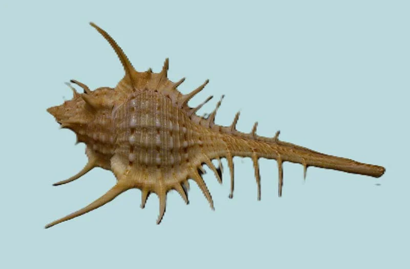 Murex pecten Natural Sea Shell { 74.04mm }