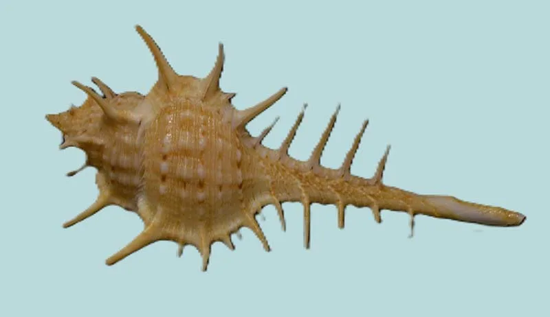 Murex pecten Natural Sea Shell { 73.60mm }