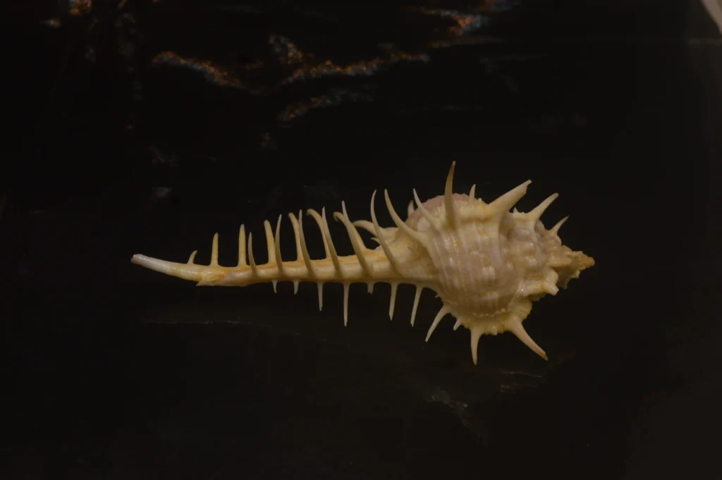 Murex pecten Natural Sea Shell { 96.86mm }