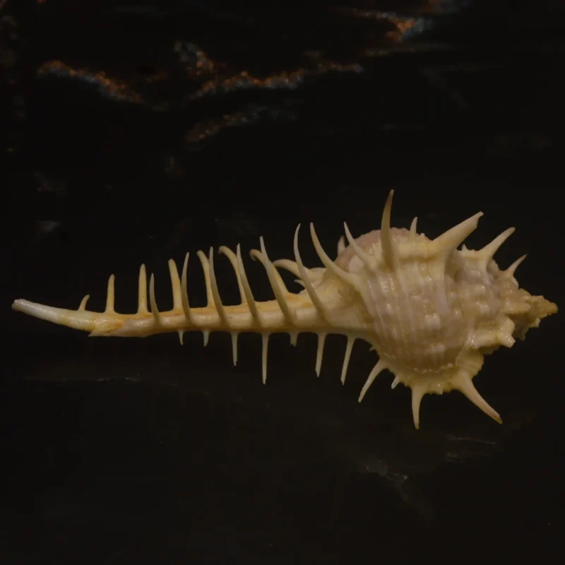 Murex pecten Natural Sea Shell { 96.86mm }