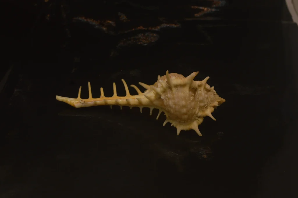 Murex pecten Natural Sea Shell { 95.66mm }