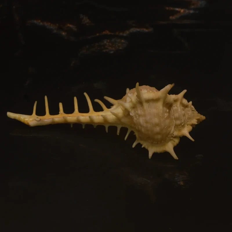 Murex pecten Natural Sea Shell { 95.66mm }