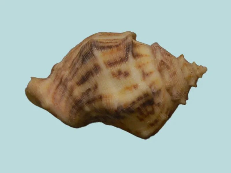 Thais (Thaisella) mutabilis Natural Sea Shell { 44.75 mm }