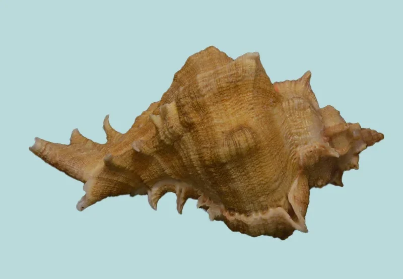 Chicoreus virgineus Natural Sea Shell { 83.26 mm }