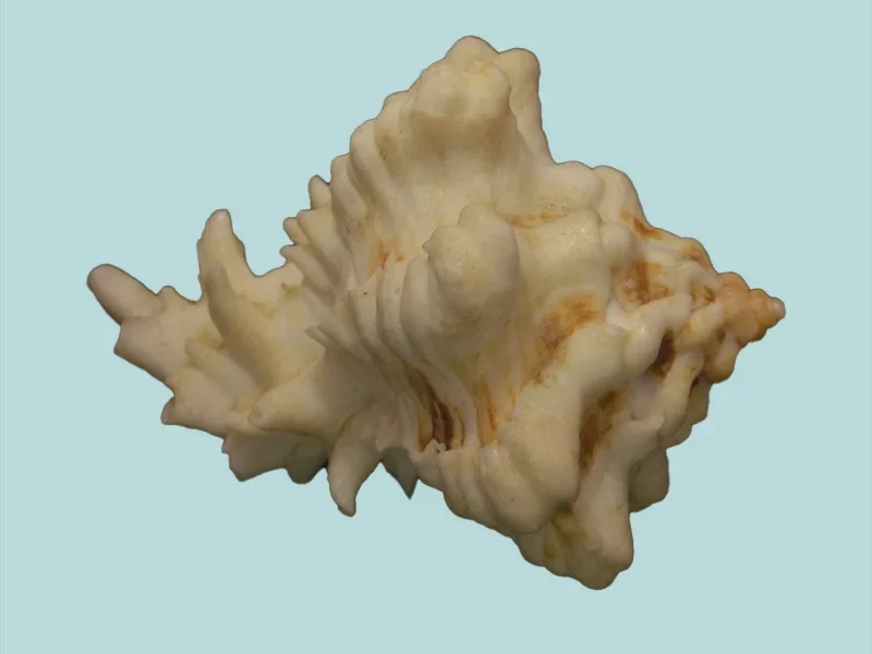Hexaplex kuesterianus Natural Sea Shell { 107.76 mm }