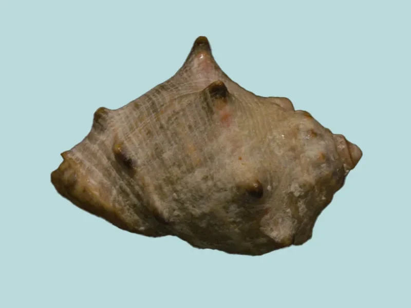 Purpura bufo  { 41.68 mm }