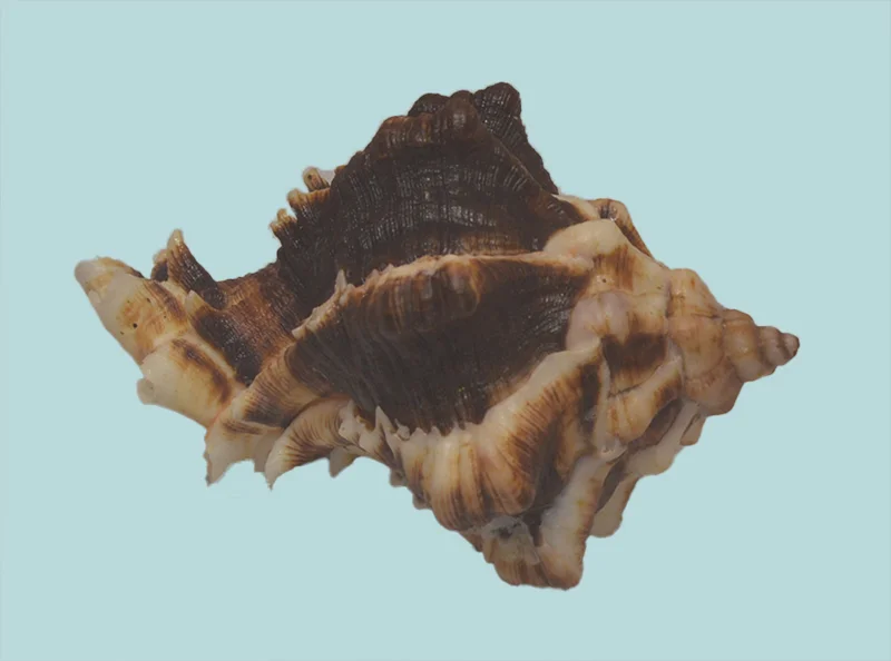 Hexaplex kuesterianus Natural Sea Shell {88.80 mm }