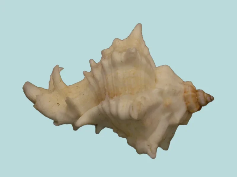 Hexaplex kuesterianus Natural Sea Shell { 59.17 mm }