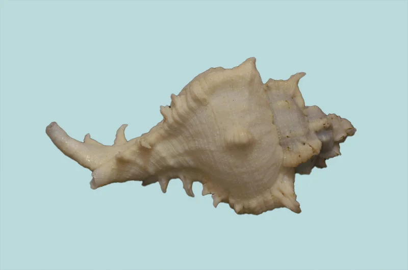 Chicoreus virgineus Natural sea Shell { 73.36 mm }