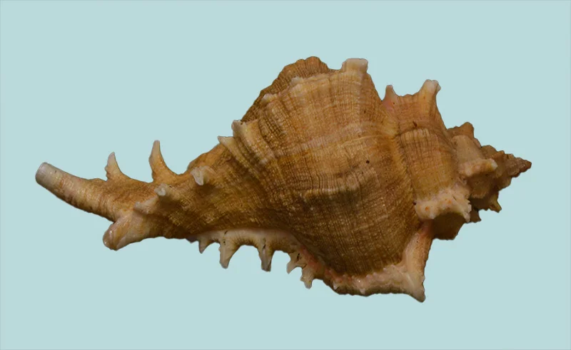 Chicoreus virgineus Natural Sea Shell { 82.19 mm }