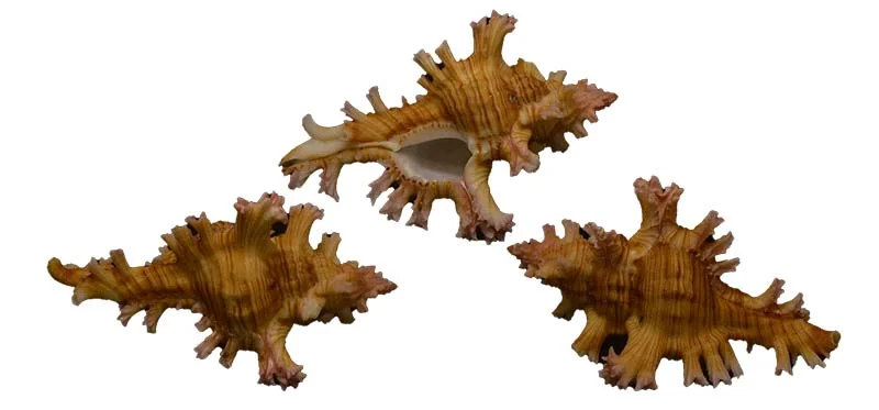 Chicoreus palmarosae  { 71.09 mm }