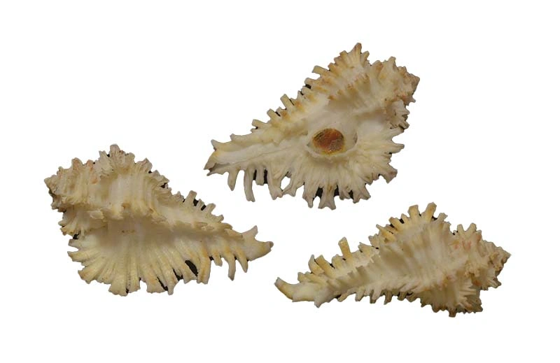 Homalocantha digitata { 41.31mm }