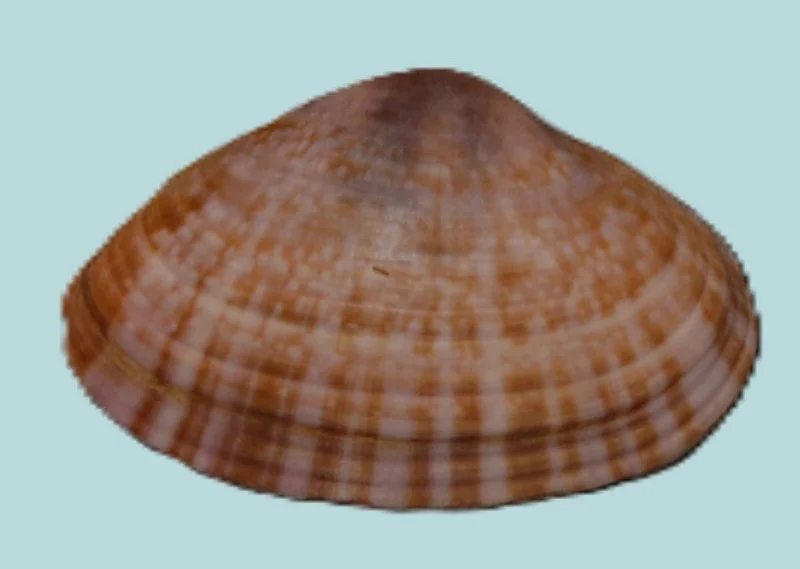 Mactra achatina(21.58mm)