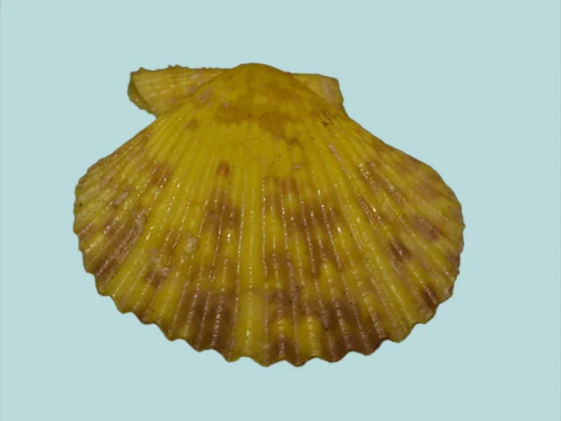Chlamys singaporina{44.81mm}
