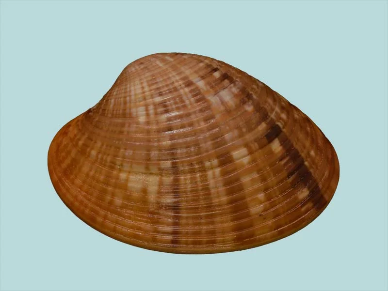 Callista erycina (54.00 mm)