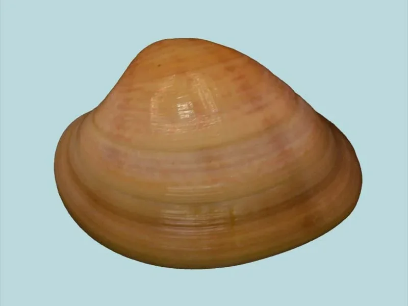 Meretrix aurora (28.89mm)