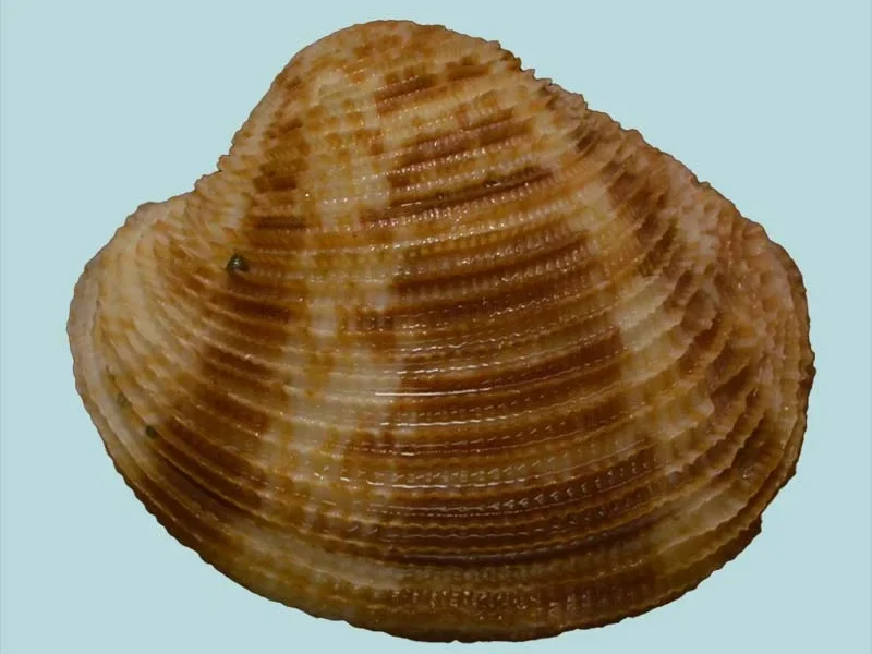 Antigona chemnitzii (37.56mm)