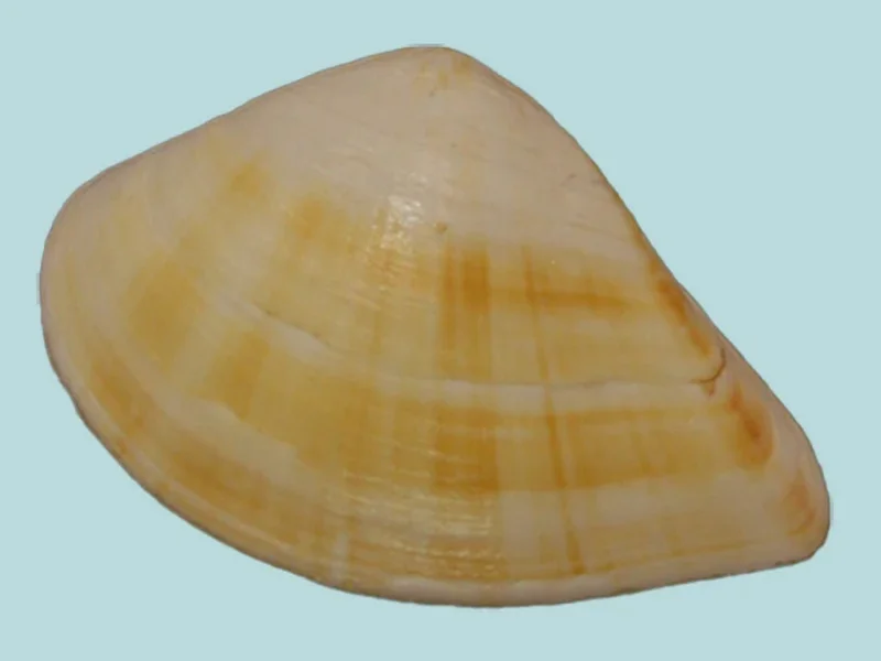 Crenocrassatella Rostrata (35.16mm)