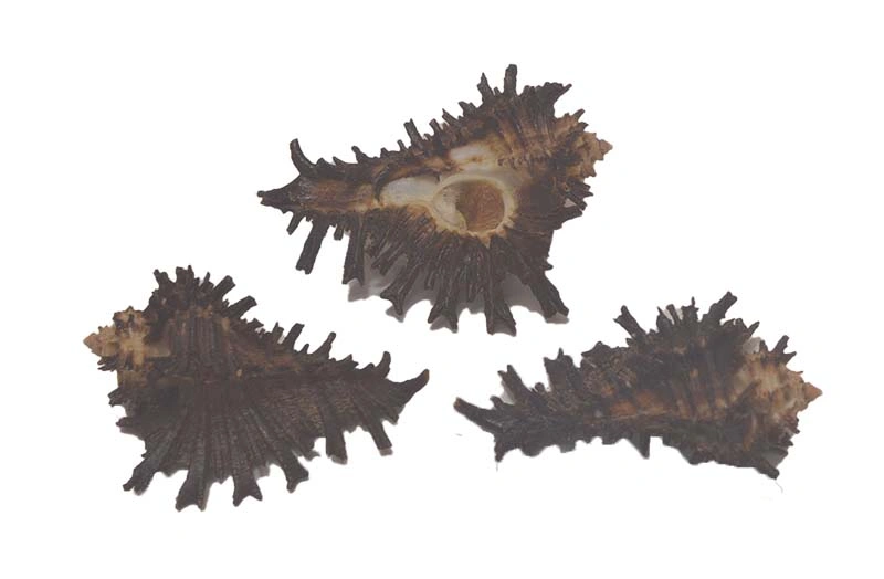 Homalocantha digitata { 40.36mm }