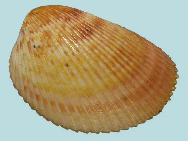 Acrosterigma Discus ( 80.21mm )