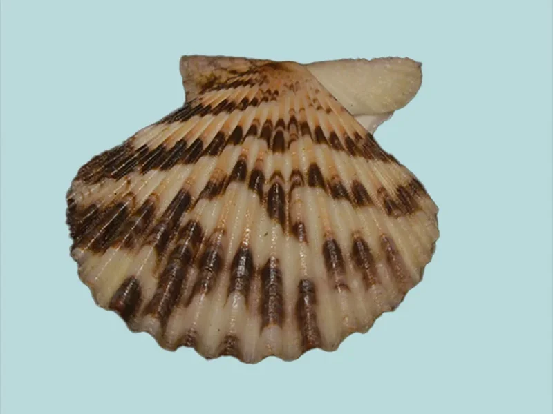 Volachlamys tranquebaria {33.51 mm}
