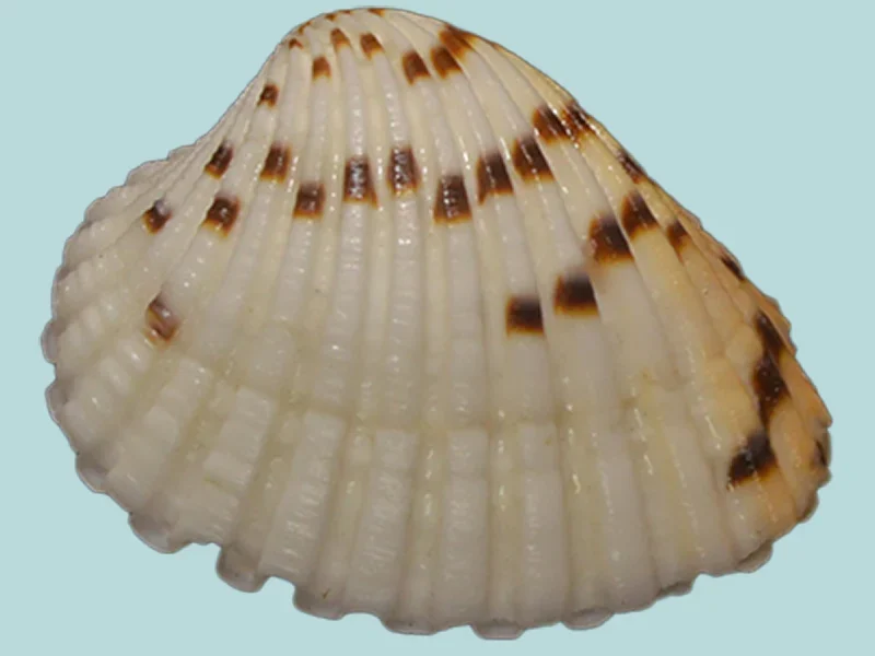 Cardites bicolor (28.22 mm )