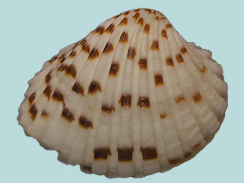 Cardites bicolor ( 28.15mm )