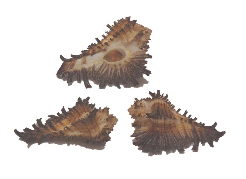 Homalocantha digitata { 45.46mm }