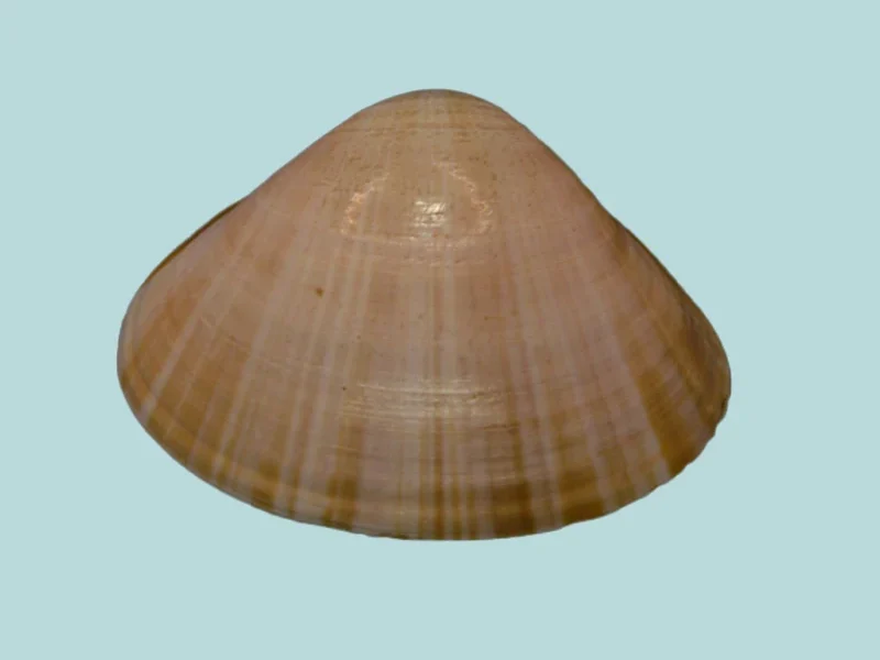 mactra grandis (24.94 mm )