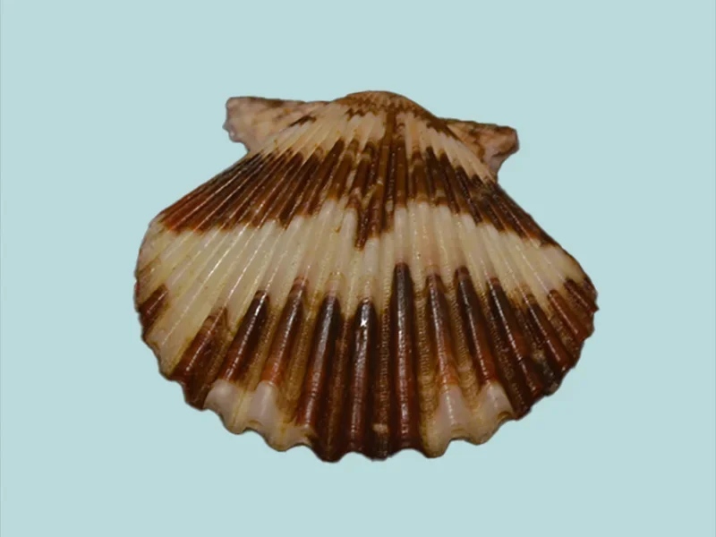 Volachlamys tranquebaria {34.20 mm}