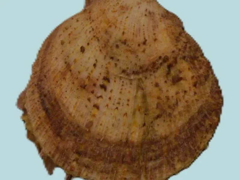 Spondylus Asperrimus (45.92mm)