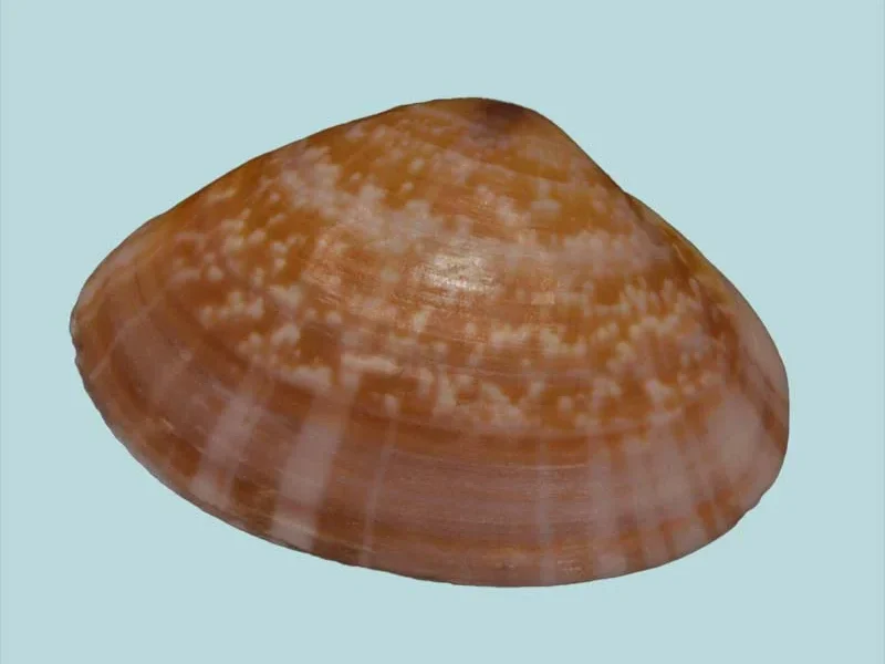 Meretrix meretrix(26.44mm)