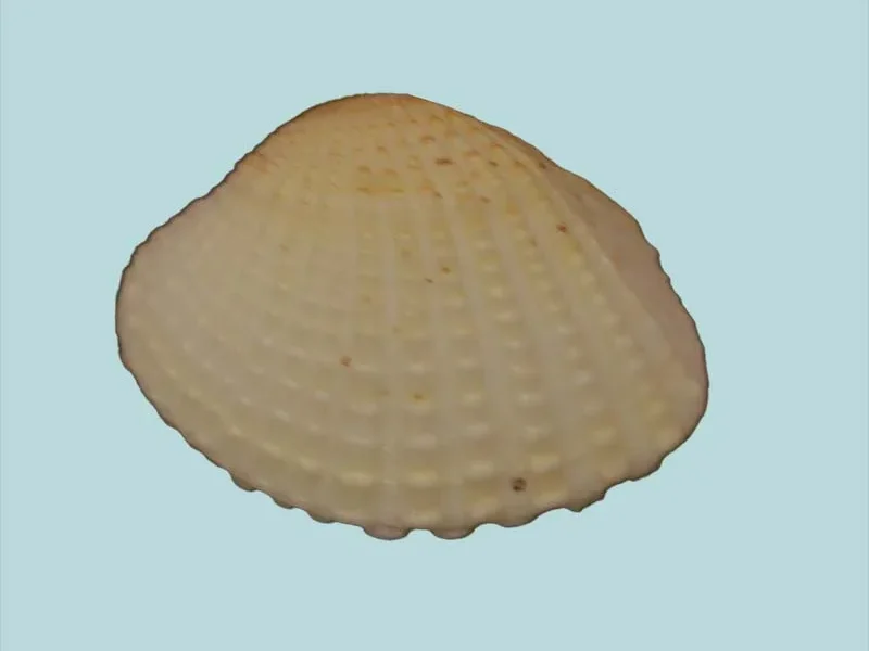 Timoclea imbricata (32.69mm)