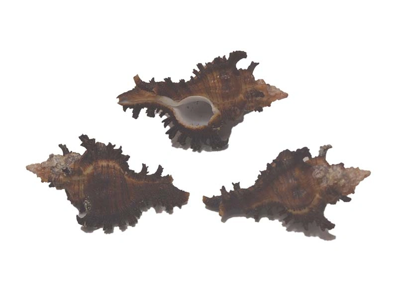 Chicoreus bourguignati  { 48.19 mm }