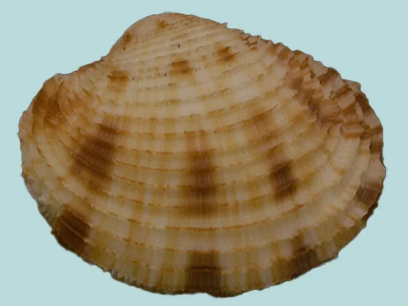 Antigona Lamellaris (50.79mm)