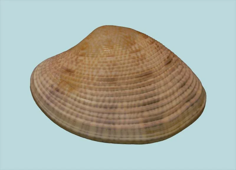 Protopes Gallus(19.12 mm)