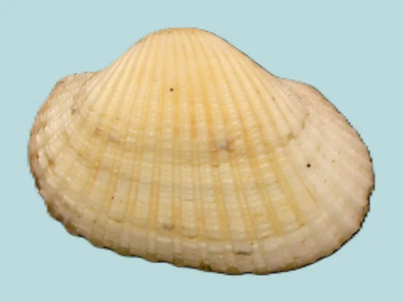 Tegillarca Granosa (25.26mm)