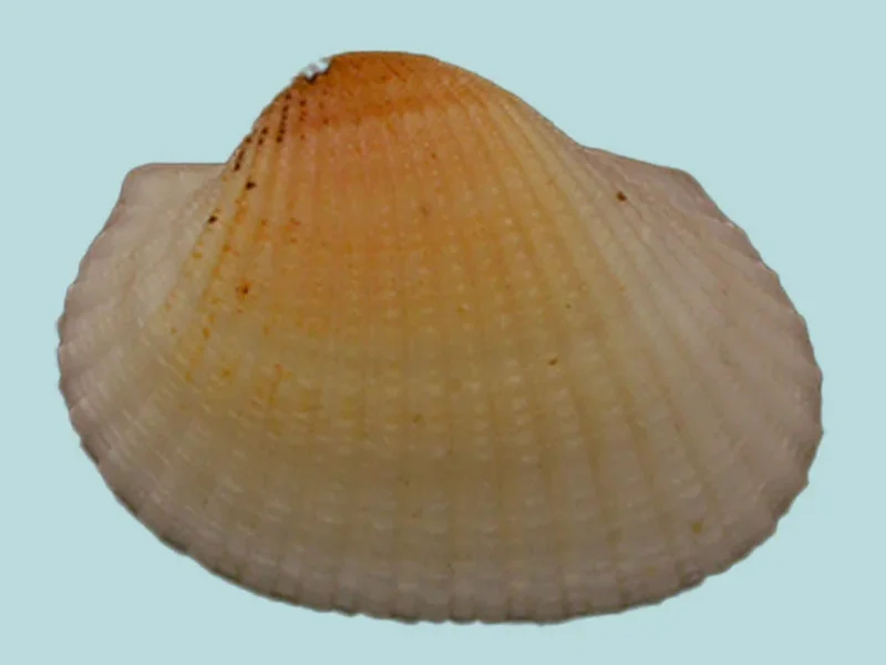 Anadara Rotundicostata (30.06 mm)