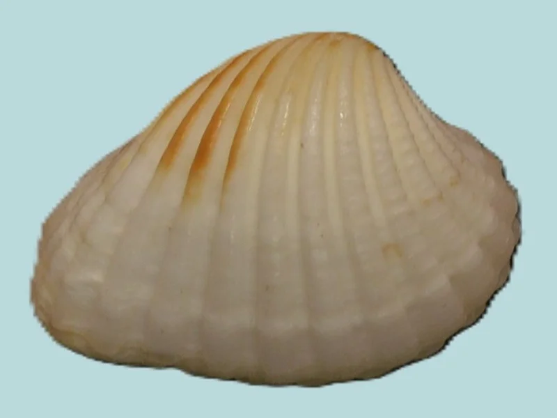 Anadara pilula  (28.73 mm)