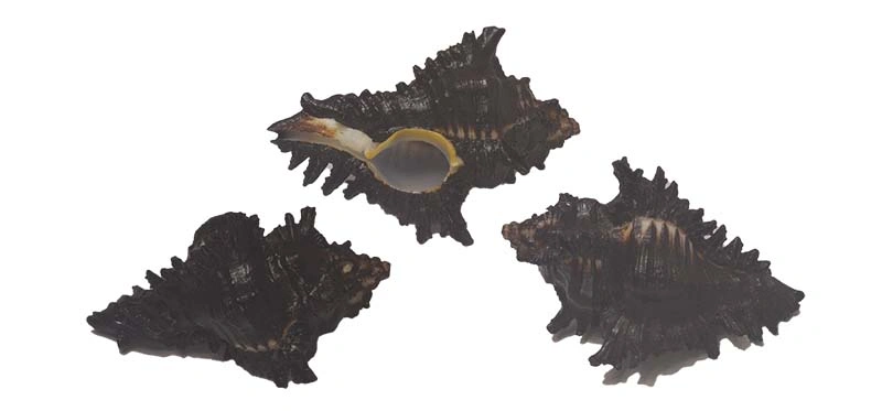 Chicoreus brunneus { 64.91 mm }