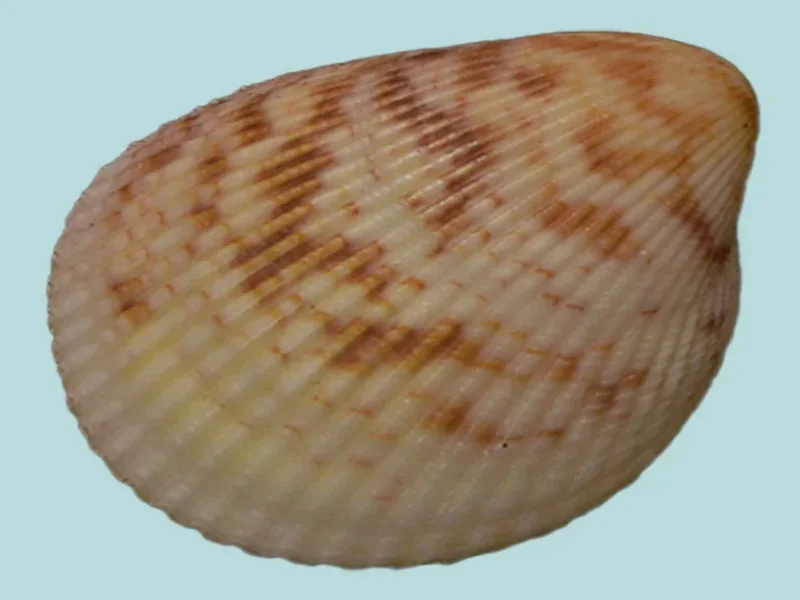 Acrosterigma impolitum (31.64mm)