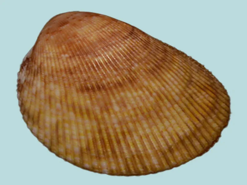 acrosterigma maculosum shell 21.95mm cardiidae cockle