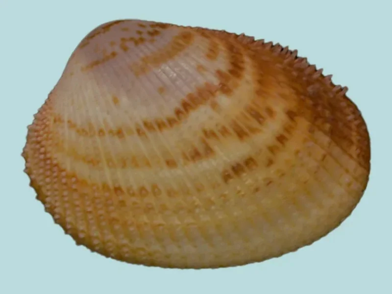 Maoricardium pseudolatum (27.42 mm)
