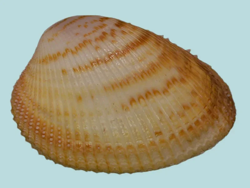 Maoricardium pseudolatum sea shell (32.07mm)
