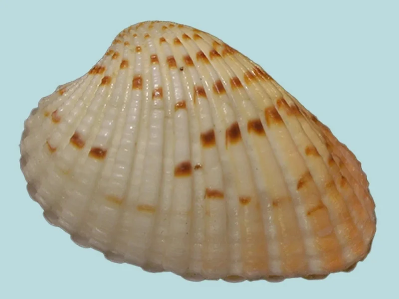 Cardites bicolor ( 32.73 mm )