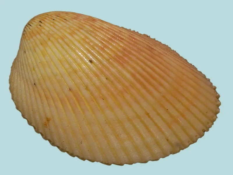 Acrosterigma Discus (52.40 mm)