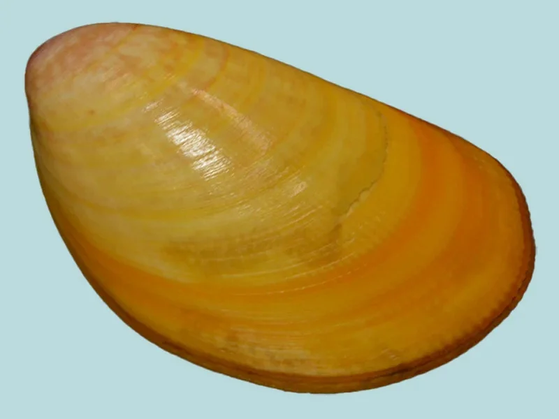 Acrosterigma attenuatum ( 70.76mm )